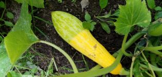 The reasons why zucchini turn yellow and wither in the open field and what to do