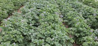 Description of the potato variety Golubizna and its characteristics