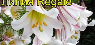 Description and characteristics of the Regale lily variety, planting and care in the open field