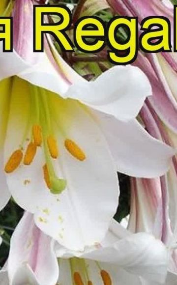 Description and characteristics of the Regale lily variety, planting and care in the open field