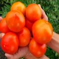 Description de la variété de tomates Vrais amis, avis et rendement