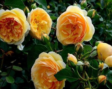 Description of the Greham Thomas rose, planting and care, pruning and reproduction