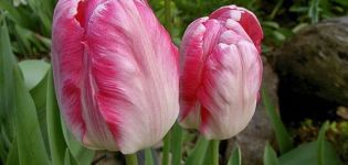 Description of the best varieties of parrot tulips, planting and care