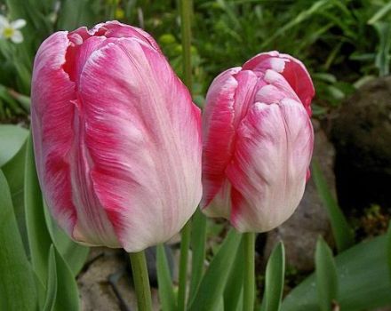 Description of the best varieties of parrot tulips, planting and care