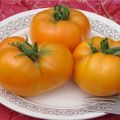 Characteristics and description of the Leningrad giant tomato variety, its yield