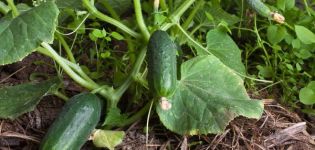 Description of the variety of cucumber Zanachka f1, features of cultivation and yield