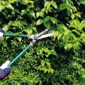 How to properly prune barberry bushes in summer, spring and autumn