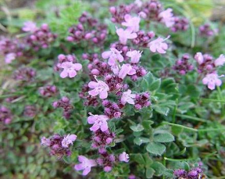 Growing thyme in the Urals, planting and care features