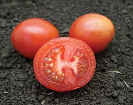 Description de la variété de tomate Blanche-Neige, ses caractéristiques, sa plantation et son entretien