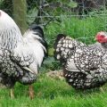 Characteristics and description of the Wyandotte chicken breed, maintenance rules