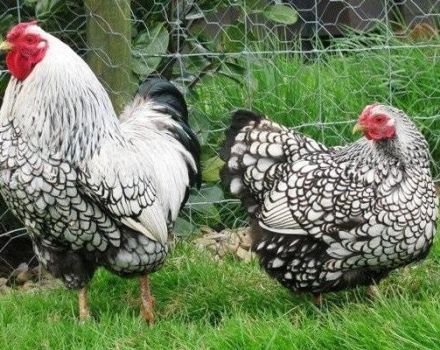 Caractéristiques et description de la race de poulet Wyandotte, règles d'entretien