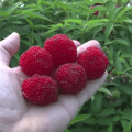 Plantation et entretien des framboises tibétaines, méthodes de culture et de sélection