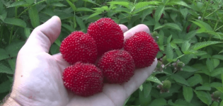 Plantation et entretien des framboises tibétaines, méthodes de culture et de sélection