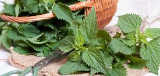 Healing properties and contraindications of nettle for the human body, application features