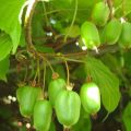 Cultivo y cuidado de actinidia en Siberia, descripción de las mejores variedades de kiwi.