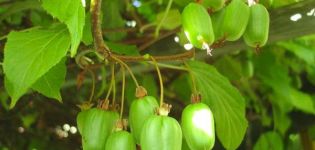 Growing and caring for actinidia in Siberia, description of the best varieties of kiwi