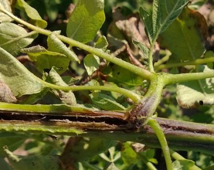 Comment gérer la jambe noire sur les pommes de terre?