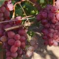 Description and history of Victoria grapes, planting and care features