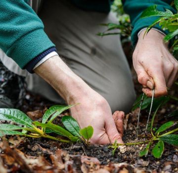 Cara menyebarkan rhododendron dengan betul di rumah