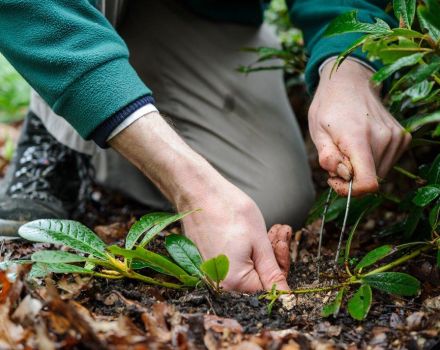 How to properly propagate rhododendron at home