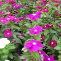 Descripción de variedades de catharanthus, reproducción, cultivo y cuidado en campo abierto.