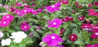 Description of varieties of catharanthus, reproduction, cultivation and care in the open field