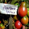 Description et caractéristiques de la variété de tomate Rose poire