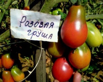 Beschreibung und Eigenschaften der Tomatensorte Pear Pink