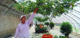 Cultivo y cuidado de un tomate al aire libre