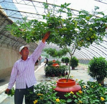 Cultivo y cuidado de un tomate al aire libre