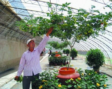 Cultivo y cuidado de un tomate al aire libre