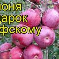 Description and characteristics of the apple tree variety Gift to Grafsky, planting and care rules