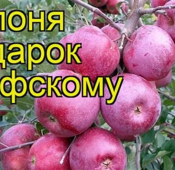 Description and characteristics of the apple tree variety Gift to Grafsky, planting and care rules