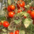 Description of the tomato variety Sonata NK F1, its characteristics and yield