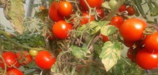 Description of the tomato variety Sonata NK F1, its characteristics and yield