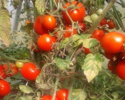 Descrizione della varietà di pomodoro Sonata NK F1, sue caratteristiche e resa