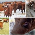 Description and characteristics of Kalmyk breed cows, rules for their maintenance