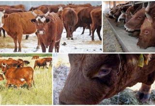 Description and characteristics of Kalmyk breed cows, rules for their maintenance