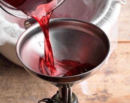 6 recetas fáciles para hacer vino de ruibarbo en casa