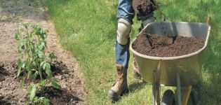 How and how to properly feed potatoes during and before flowering?