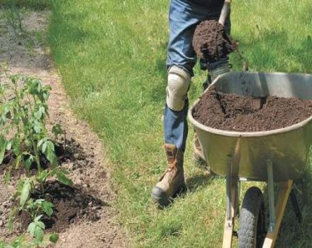 What and how to properly feed potatoes during and before flowering?