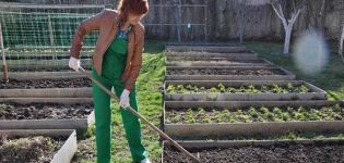 Quels sidérats doivent être semés avant de planter des fraises et quels sont leurs avantages