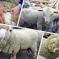 Reasons for the development of sheep breeding in Australia and the best breeds, livestock size