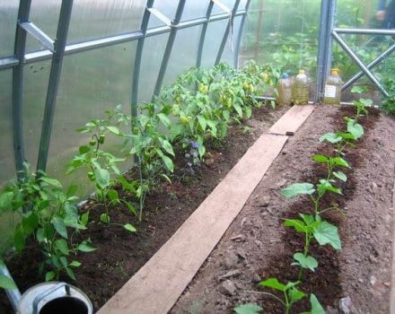 Is it possible to plant hot peppers next to cucumbers