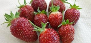 Description and characteristics of strawberry varieties Maryshka, cultivation and reproduction