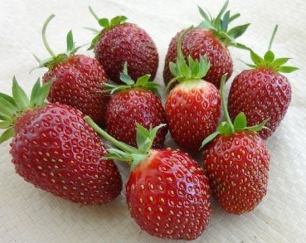 Penerangan dan ciri-ciri varieti strawberi Maryshka, penanaman dan pembiakan