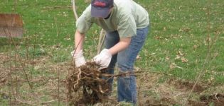 The best methods on how to uproot bushes on the site at home