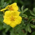 Description of Potentilla shrub Goldstar, planting and care