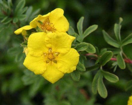 Description of Potentilla shrub Goldstar, planting and care