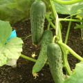 Characteristics and description of the variety of Zozulya cucumbers, their yield